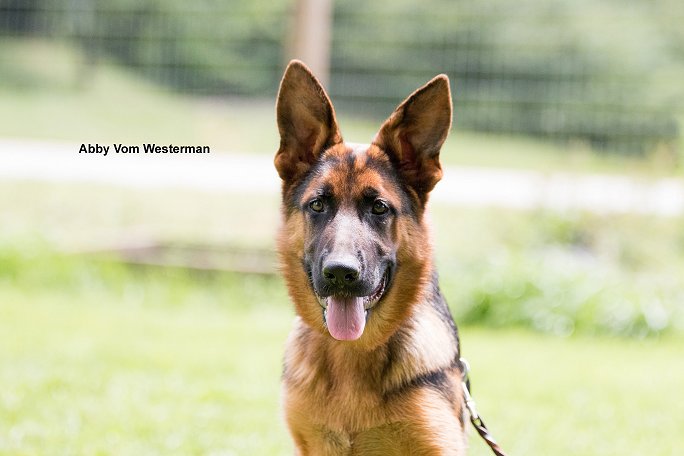 SG Elma vom Haus Bogatic - Female from Vom Westerman GSDs