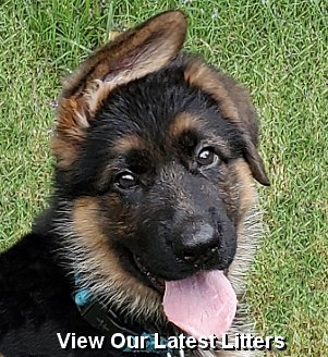 View Our Purebred Red and Black German Shepherd  Puppies