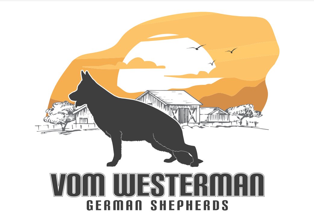 Vom Westerman German Shepherd Puppies  For Sale