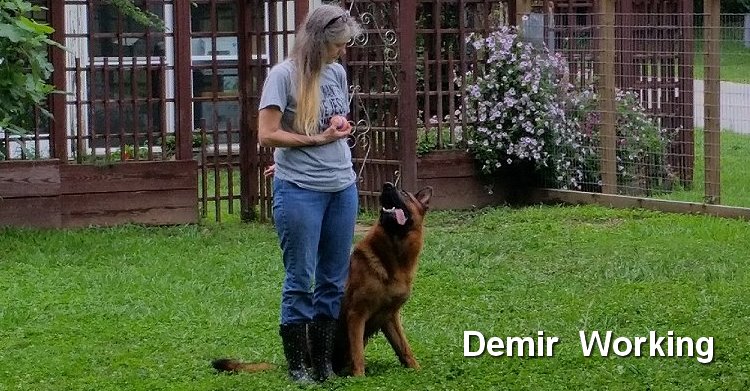 Purebred Red and Black German Shepherd Puppies in east Texas