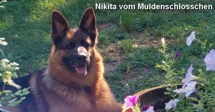 Vom Westerman German Shepherds - Purebred Red and Black Puppies for sale