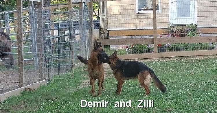 Vom Westerman German Shepherds - Purebred GSD Pups for sale Arkansas Fort Smith
