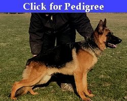 Cherokee vom Westerman - Male German Shepherd fatherof purebred GSD Puppies for sale