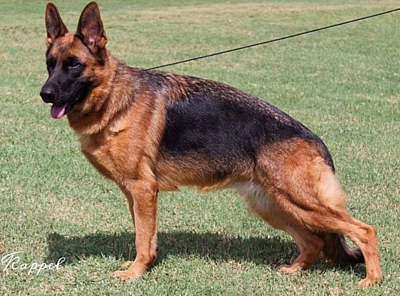 V1 Illiano vom Haus Angel  IGP3 - German Shepherd Male - Purebred Puppies for sale in Oklahoma and Arkansas