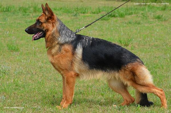 Hannah vom Haus Ederblick IPO2 - GSD female at vom Westerman purebred red and black GSD Puppies for sale